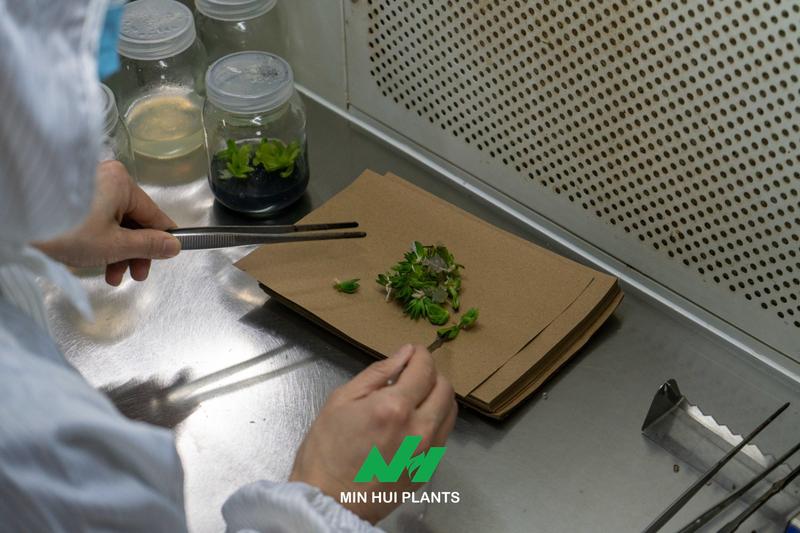 Contamination Is Not Just a Laboratory Problem: Why Source Tracking Matters More Than Removing Infected Cultures